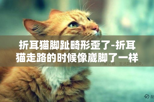 折耳貓腳趾畸形歪了-折耳貓走路的時候像崴腳了一樣