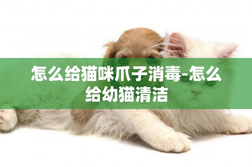 怎么給貓咪爪子消毒-怎么給幼貓清潔