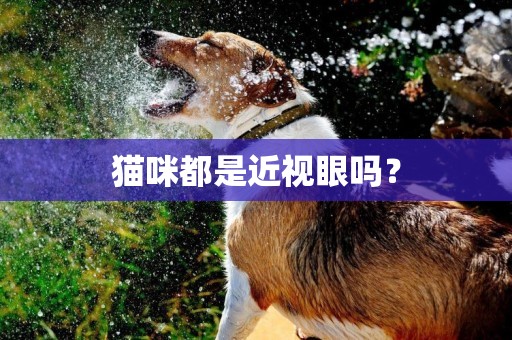 貓咪都是近視眼嗎？