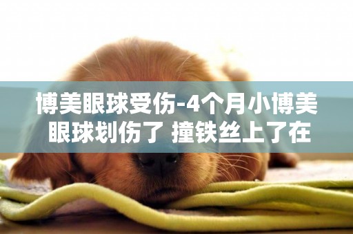 博美眼球受傷-4個月小博美 眼球劃傷了 撞鐵絲上了在陽光底下仔細看會看到一點點劃痕不仔細看看不到痕跡