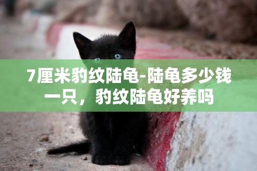 7厘米豹紋陸龜-陸龜多少錢一只，豹紋陸龜好養嗎