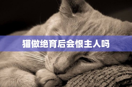 貓做絕育后會恨主人嗎
