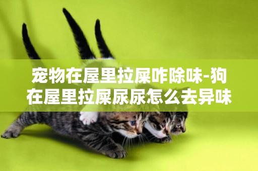 寵物在屋里拉屎咋除味-狗在屋里拉屎尿尿怎么去異味