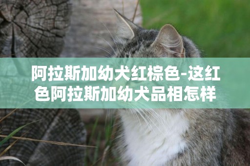 阿拉斯加幼犬紅棕色-這紅色阿拉斯加幼犬品相怎樣