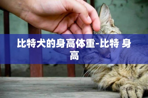 比特犬的身高體重-比特 身高