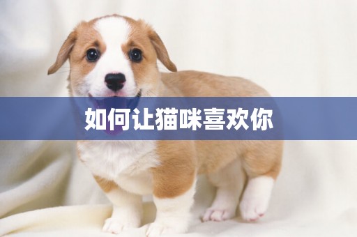 如何讓貓咪喜歡你