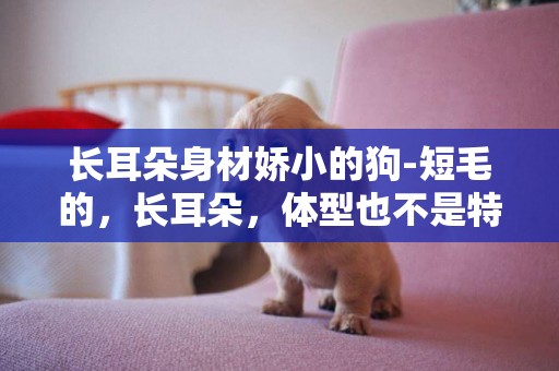 長耳朵身材嬌小的狗-短毛的，長耳朵，體型也不是特別大的是什么品種的狗