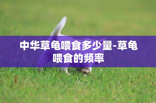中華草龜喂食多少量-草龜喂食的頻率