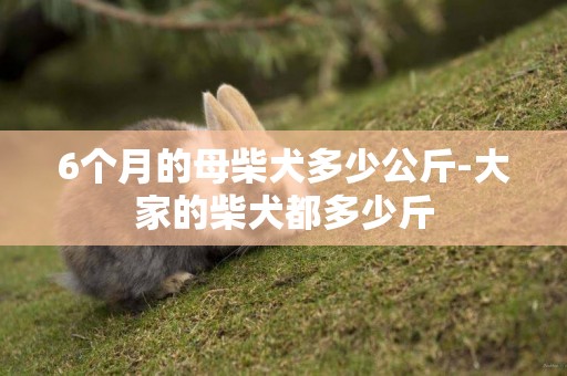 6個月的母柴犬多少公斤-大家的柴犬都多少斤