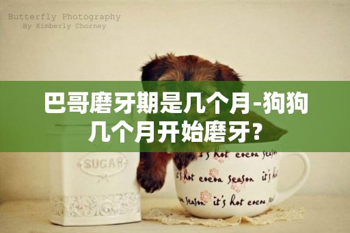 巴哥磨牙期是幾個月-狗狗幾個月開始磨牙？