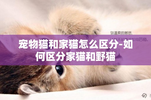 寵物貓和家貓怎么區分-如何區分家貓和野貓