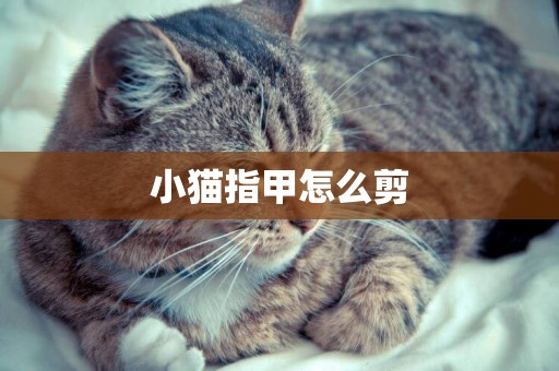 小貓指甲怎么剪