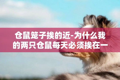 倉鼠籠子挨的近-為什么我的兩只倉鼠每天必須挨在一起睡覺