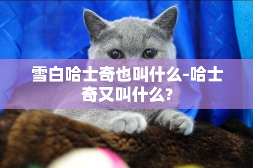 雪白哈士奇也叫什么-哈士奇又叫什么?