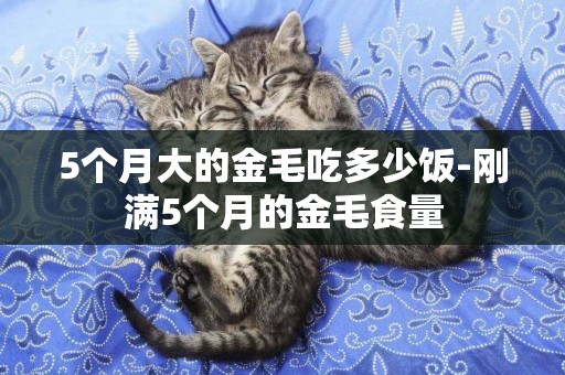 5個月大的金毛吃多少飯-剛滿5個月的金毛食量