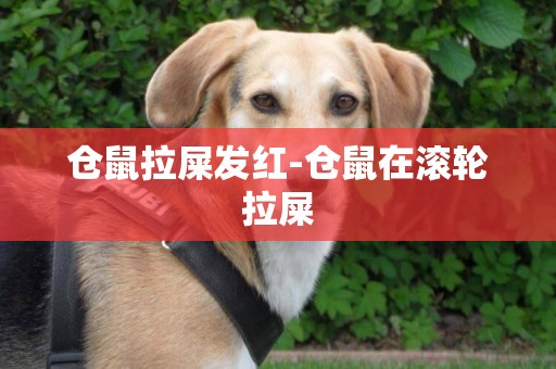 倉鼠拉屎發紅-倉鼠在滾輪拉屎
