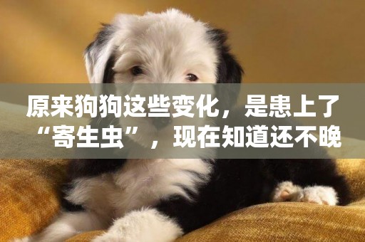 原來狗狗這些變化，是患上了“寄生蟲”，現在知道還不晚 