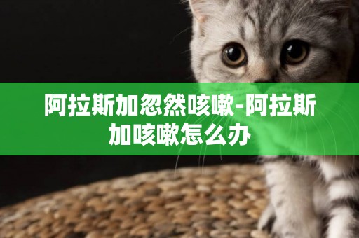 阿拉斯加忽然咳嗽-阿拉斯加咳嗽怎么辦