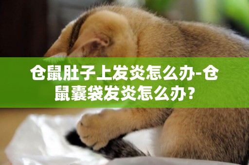 倉鼠肚子上發炎怎么辦-倉鼠囊袋發炎怎么辦？