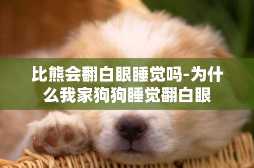 比熊會翻白眼睡覺嗎-為什么我家狗狗睡覺翻白眼