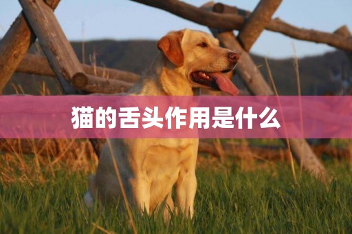 貓的舌頭作用是什么