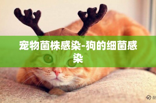 寵物菌株感染-狗的細菌感染