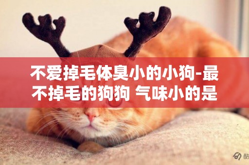 不愛掉毛體臭小的小狗-最不掉毛的狗狗 氣味小的是什么狗