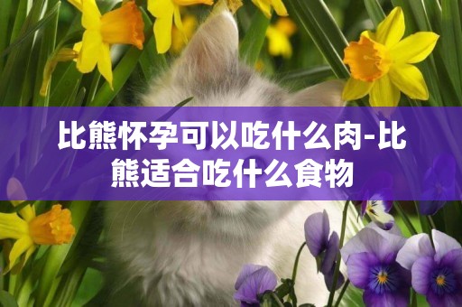 比熊懷孕可以吃什么肉-比熊適合吃什么食物