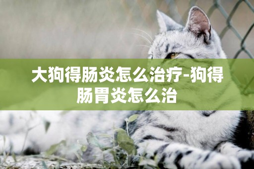 大狗得腸炎怎么治療-狗得腸胃炎怎么治