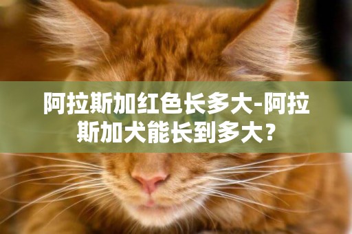 阿拉斯加紅色長多大-阿拉斯加犬能長到多大？