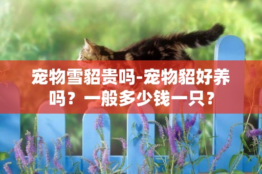 寵物雪貂貴嗎-寵物貂好養嗎？一般多少錢一只？
