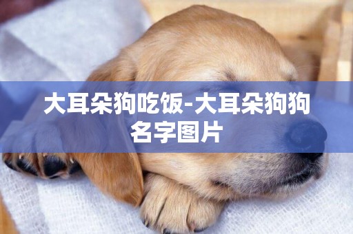 大耳朵狗吃飯-大耳朵狗狗名字圖片