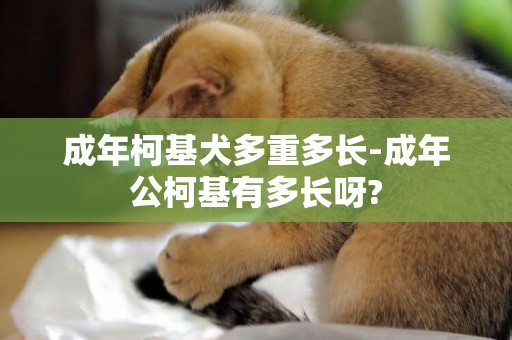 成年柯基犬多重多長-成年公柯基有多長呀?