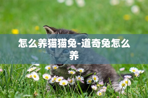 怎么養貓貓兔-道奇兔怎么養