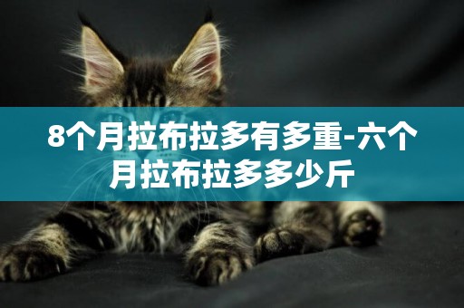 8個月拉布拉多有多重-六個月拉布拉多多少斤