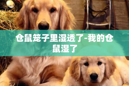 倉鼠籠子里濕透了-我的倉鼠濕了