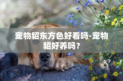 寵物貂東方色好看嗎-寵物貂好養嗎？