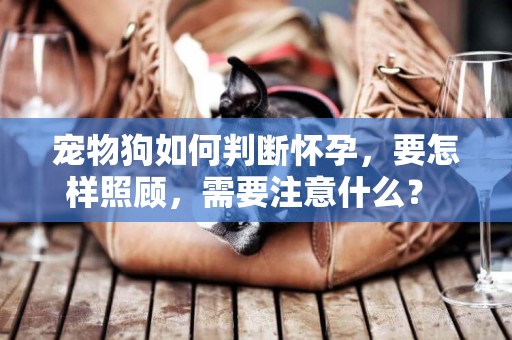 寵物狗如何判斷懷孕，要怎樣照顧，需要注意什么？ 