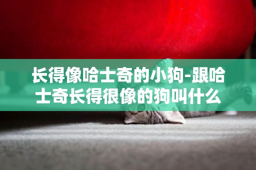 長得像哈士奇的小狗-跟哈士奇長得很像的狗叫什么