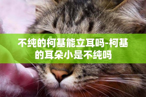 不純的柯基能立耳嗎-柯基的耳朵小是不純嗎