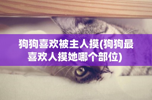 狗狗喜歡被主人摸(狗狗最喜歡人摸她哪個部位) 