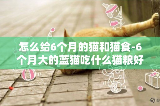 怎么給6個月的貓和貓食-6個月大的藍貓吃什么貓糧好