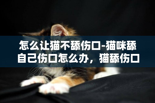 怎么讓貓不舔傷口-貓咪舔自己傷口怎么辦，貓舔傷口怎么辦好