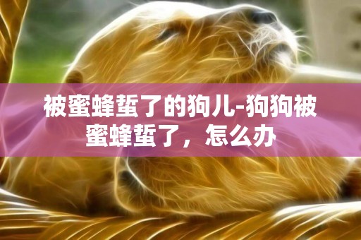 被蜜蜂蜇了的狗兒-狗狗被蜜蜂蜇了，怎么辦