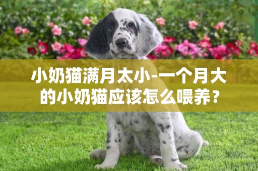 小奶貓滿月太小-一個月大的小奶貓應該怎么喂養？