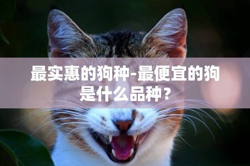 最實惠的狗種-最便宜的狗是什么品種？