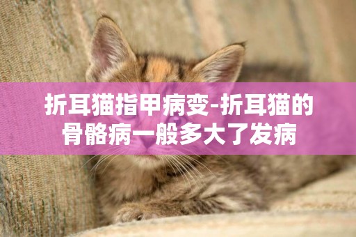 折耳貓指甲病變-折耳貓的骨骼病一般多大了發病