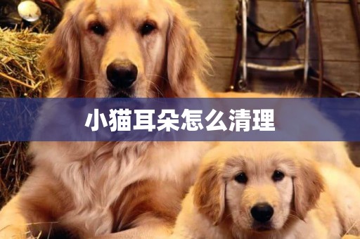 小貓耳朵怎么清理