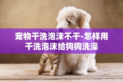 寵物干洗泡沫不干-怎樣用干洗泡沫給狗狗洗澡