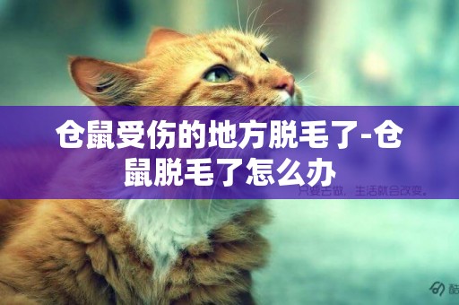 倉鼠受傷的地方脫毛了-倉鼠脫毛了怎么辦